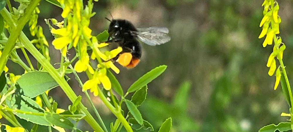 Das Artenvielfalt-Grundst&uuml;ck von Chef A.D. und Firmengr&uuml;nder von CombiPlus und Combi- Connect Bodo Grimm verschafft Bienen und anderen Insekten und Tieren nachhaltigen Lebensraum und vielf&auml;ltige Nahrungsquellen.