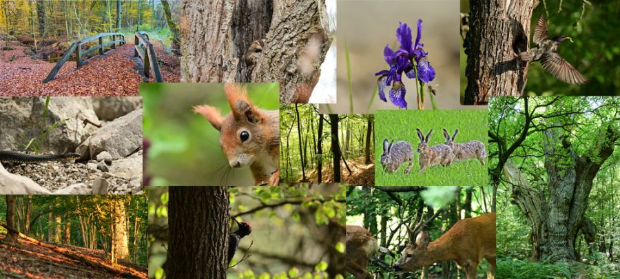 Darius Götsch Waldführung