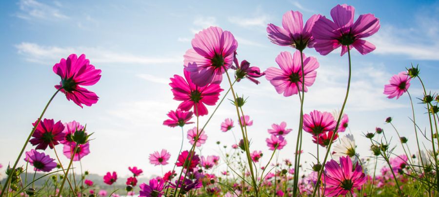 Christian Schmidt, Combi Plus