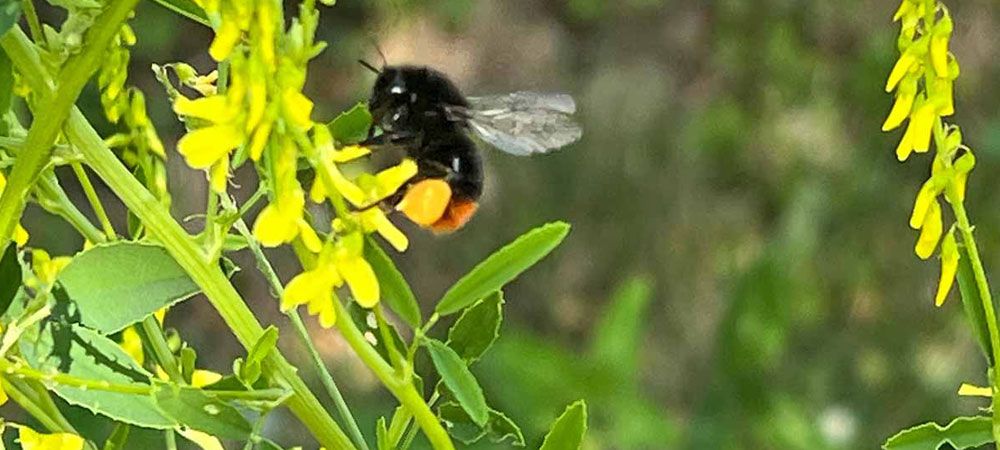 Das Artenvielfalt-Grundstück von Chef A.D. und Firmengründer von CombiPlus und Combi- Connect Bodo Grimm verschafft Bienen und anderen Insekten und Tieren nachhaltigen Lebensraum und vielfältige Nahrungsquellen.